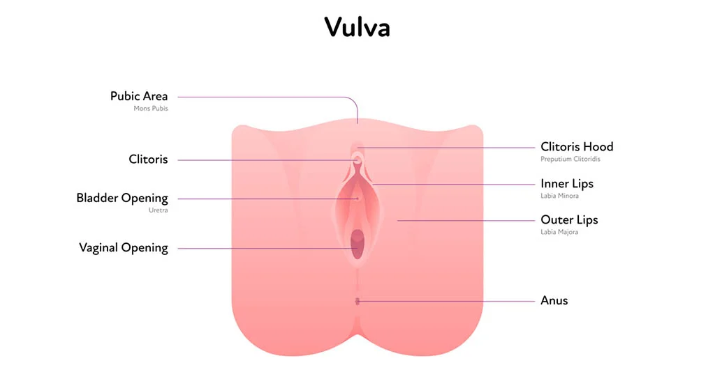 Understanding the Vulva